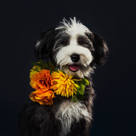 Top-Rated Pet Accessories for Modern Pet Owners with Busy Lifestyles